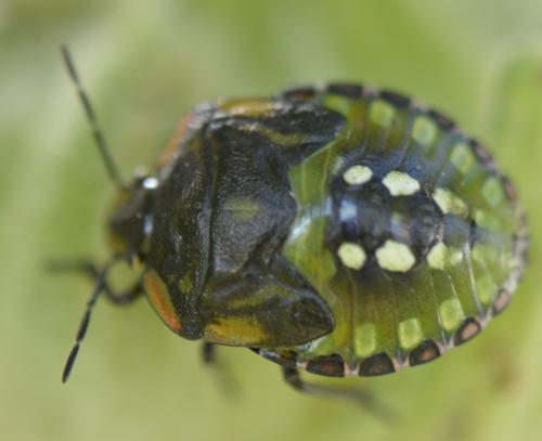 Nezara viridula