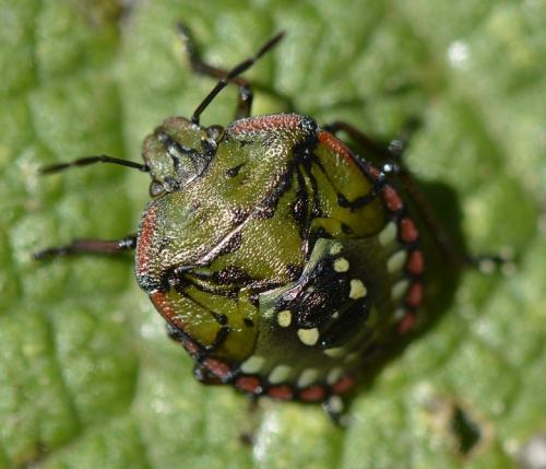 Réf. 172 161 : Nezara viridula