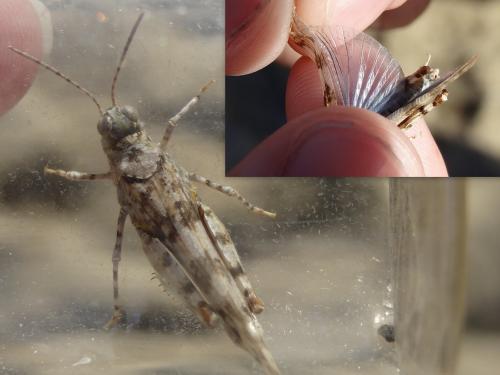 Sphingonotus sp.
