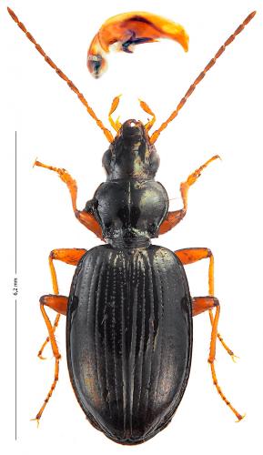 Bembidion stephensii