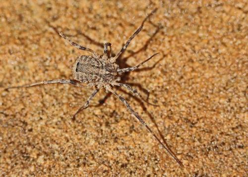 Odiellus spinosus