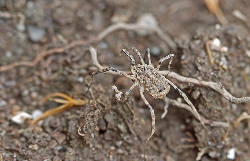 Odiellus spinosus