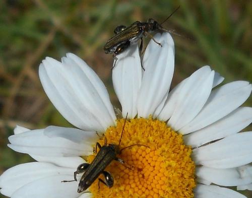 Oedemera flavipes