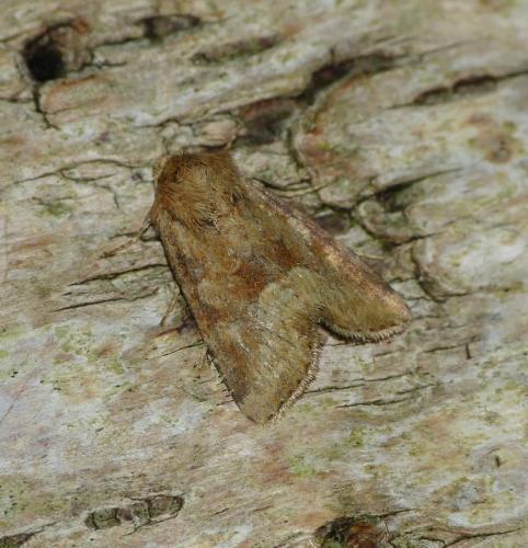 Réf. 172 950 : Oligia fasciuncula