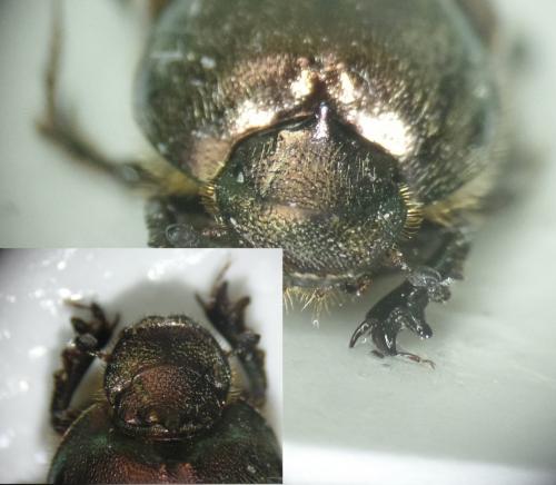 Onthophagus sp.