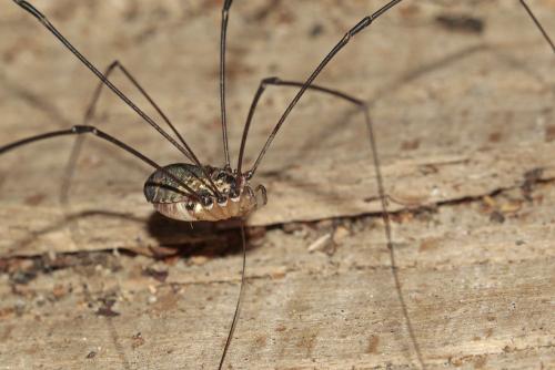Réf. 172 583 : Leiobunum sp-a