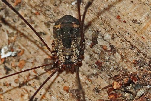 Réf. 172 584 : Leiobunum sp-a
