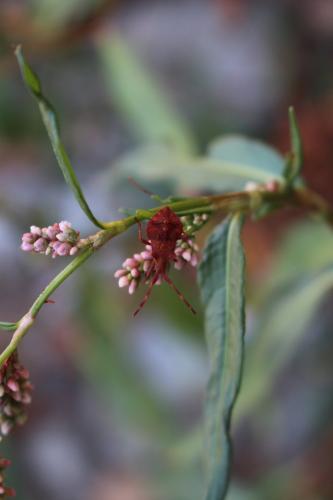 Coreus marginatus