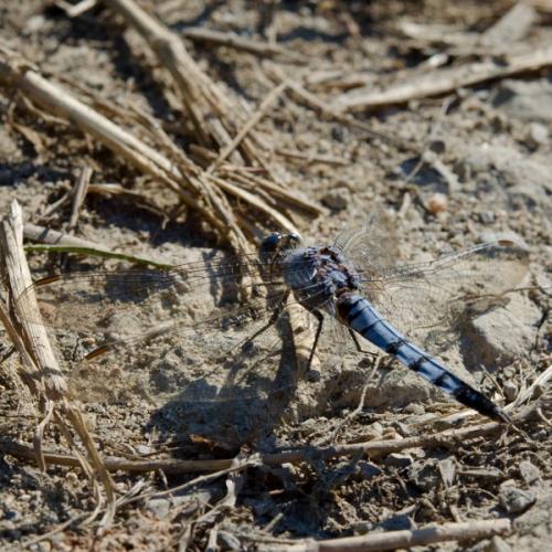 Orthetrum brunneum