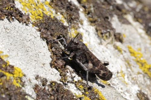 Réf. 172 243 : Psophus stridulus stridulus
