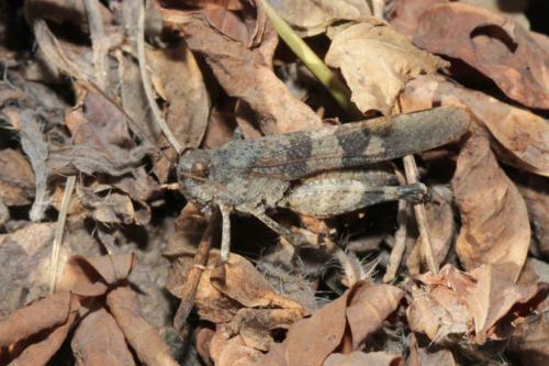 Réf. 172 421 : Oedipoda germanica germanica