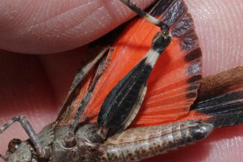 Réf. 172 422 : Oedipoda germanica