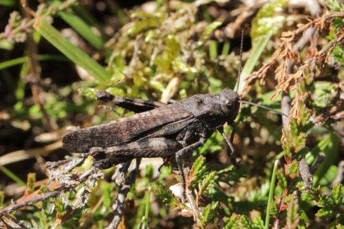 Réf. 172 244 : Psophus stridulus stridulus