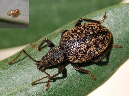 Réf. 172 707 : Otiorhynchus aurifer