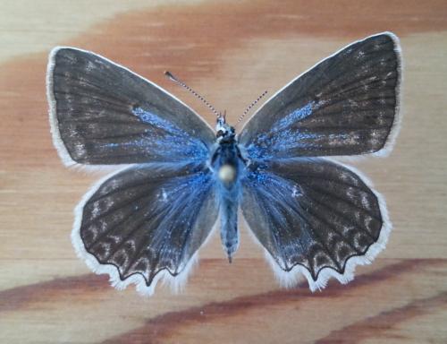 Réf. 172 060 : Polyommatus daphnis