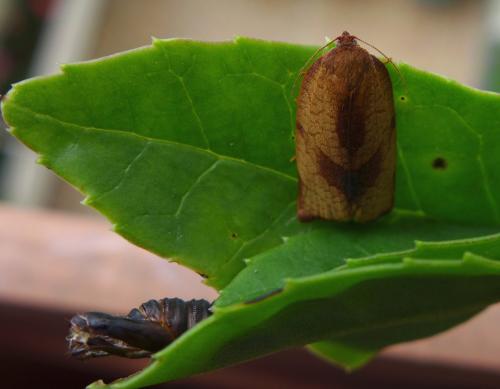 Réf. 172 712 : Cacoecimorpha pronubana