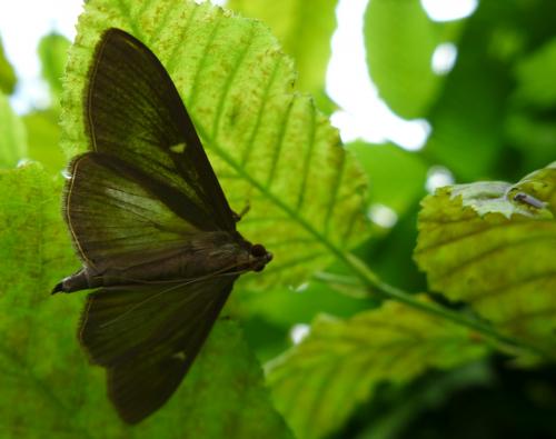 Cydalima perspectalis