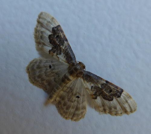 Réf. 172 713 : Idaea rusticata