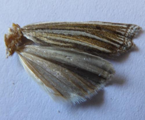Ancylolomia sp.
