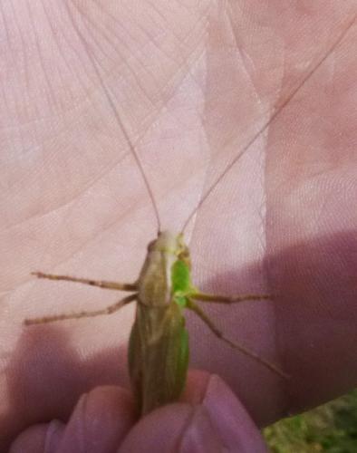 Platycleis sp.