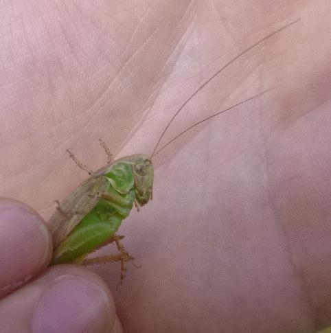 Platycleis sp.