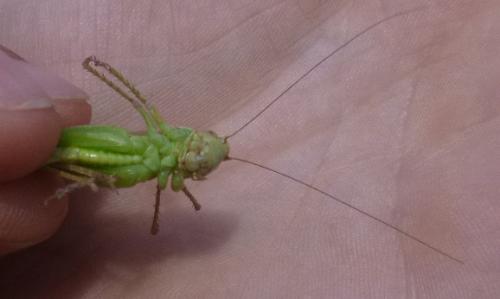 Platycleis sp.