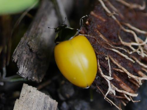 Coccinella sp.