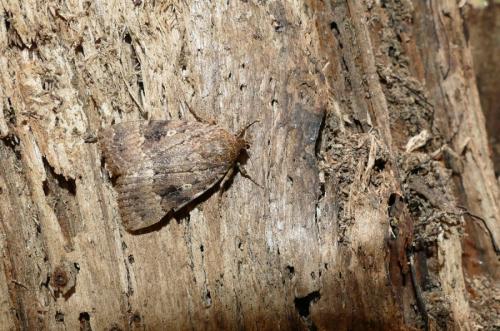 Amphipyra pyramidea