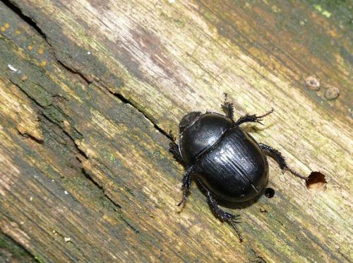 Anoplotrupes stercorosus