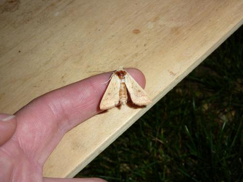 Mythimna vitellina