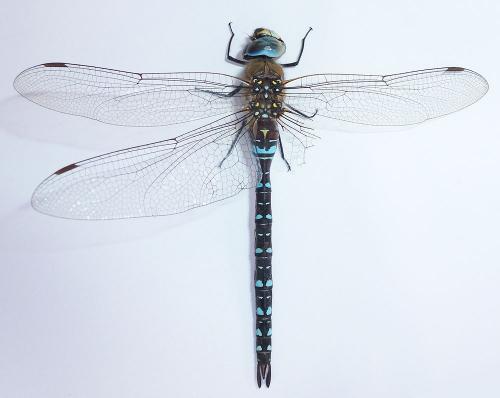 Aeshna mixta