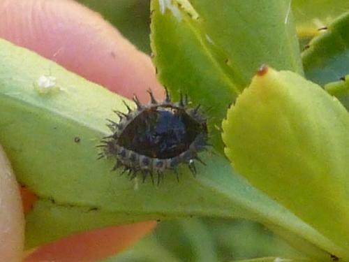 Réf. 172 439 : Chilocorus renipustulatus