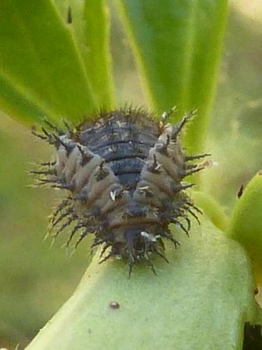 Réf. 172 438 : Chilocorus renipustulatus