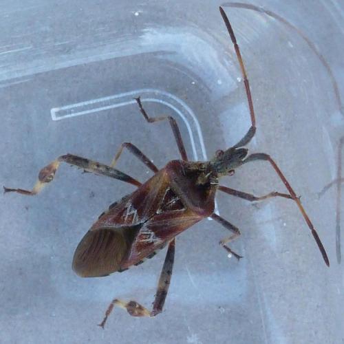 Leptoglossus occidentalis