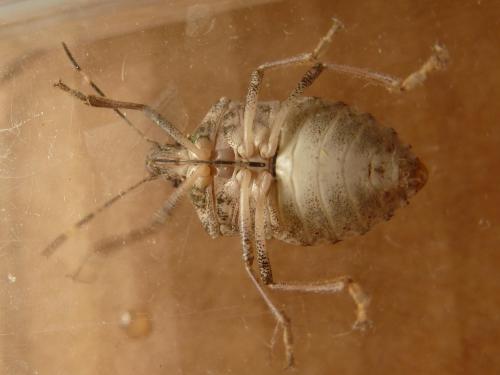 Réf. 172 772 : Halyomorpha halys