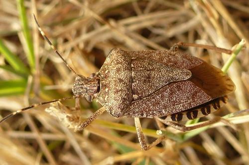 Réf. 172 771 : Halyomorpha halys