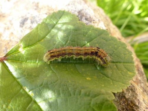 Helicoverpa armigera