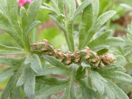 Réf. 172 088 : Cucullia absinthii