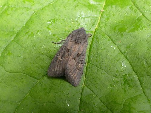 Aporophyla nigra
