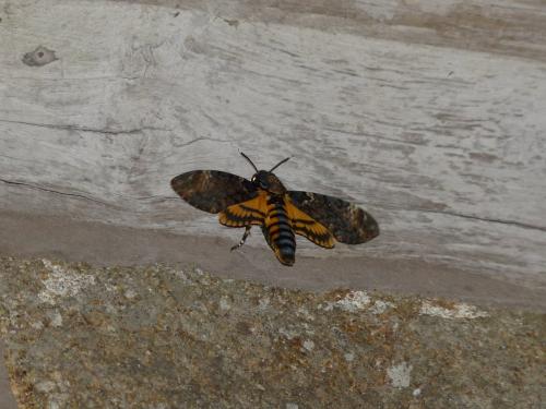 Réf. 172 761 : Acherontia atropos