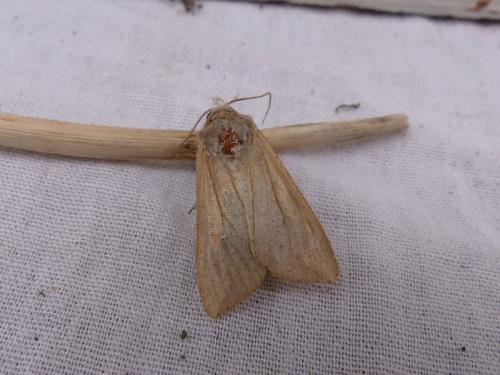Mythimna unipuncta