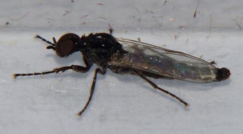 Dilophus clavicornus