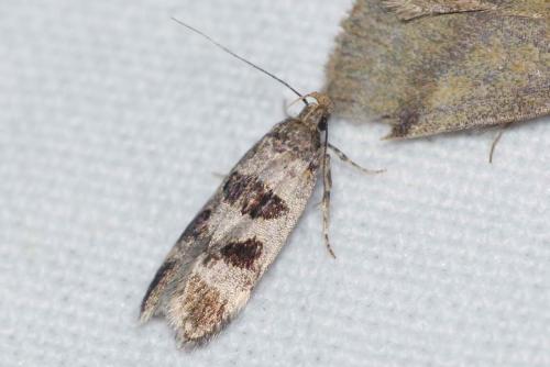Réf. 172 166 : Mirificarma maculatella