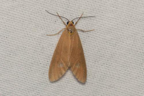 Dysauxes famula