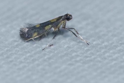Réf. 172 195 : Euspilapteryx auroguttella