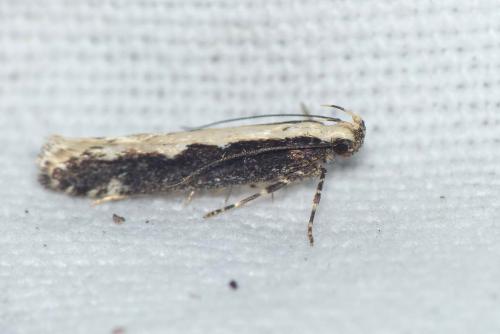 Gladiovalva rumicivorella