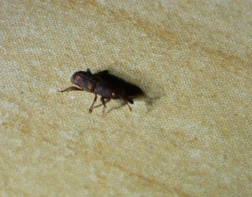 Sitophilus sp.