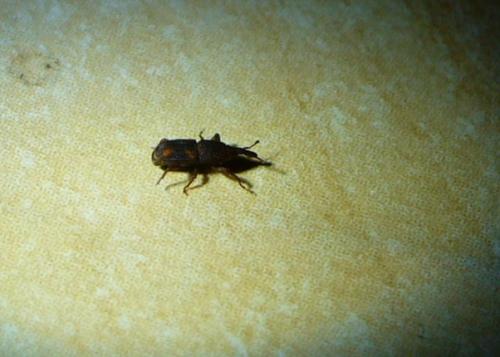 Sitophilus sp.