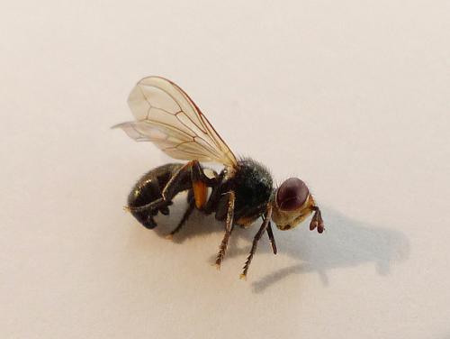 Réf. 172 287 : Thecophora atra