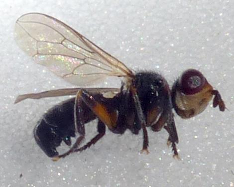 Réf. 172 718 : Thecophora atra